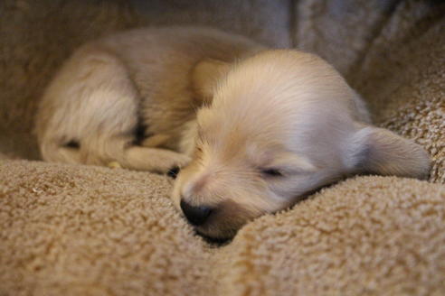 成約済の愛知県のカニンヘンダックスフンド(ロングヘアード)-65262の12枚目