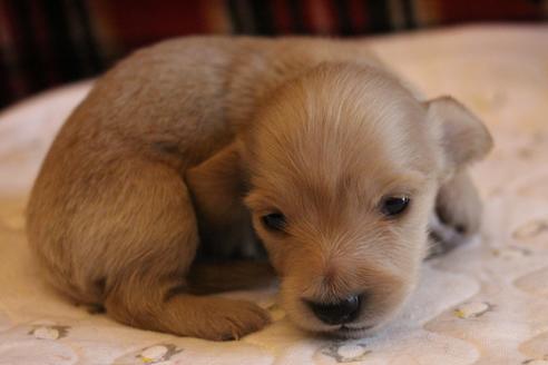 成約済の愛知県のカニンヘンダックスフンド(ロングヘアード)-65262の11枚目