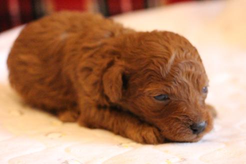 成約済の愛知県のトイプードル-65664の10枚目