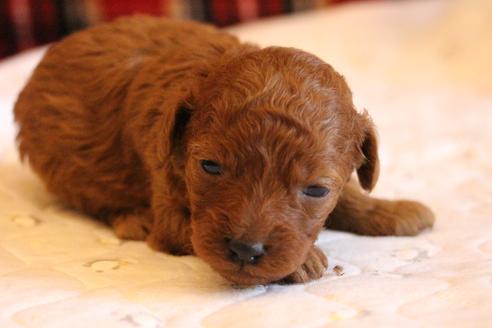 成約済の愛知県のトイプードル-65664の9枚目