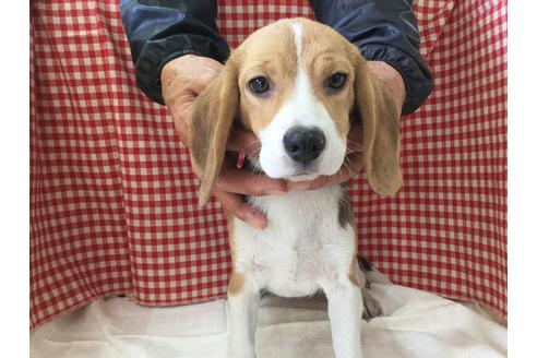 成約済の愛知県のビーグル-63259の1枚目