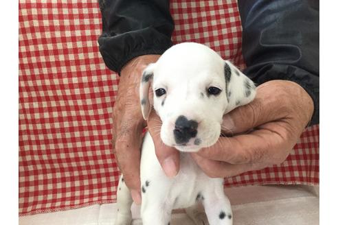 成約済の愛知県のダルメシアン-66200の1枚目