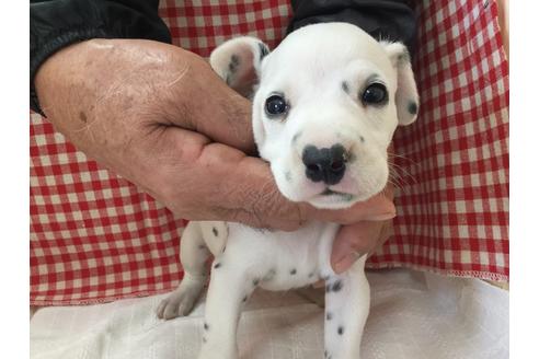 成約済の愛知県のダルメシアン-66201の1枚目