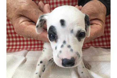 成約済の愛知県のダルメシアン-66202の1枚目