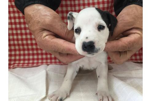 成約済の愛知県のダルメシアン-66203の1枚目