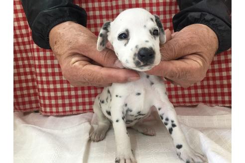 成約済の愛知県のダルメシアン-66205の1枚目