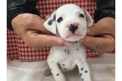 成約済の愛知県のダルメシアン-66207の1枚目