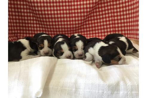 成約済の愛知県のビーグル-66211の2枚目
