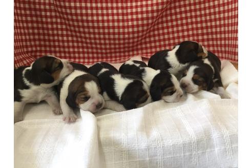 成約済の愛知県のビーグル-66213の2枚目