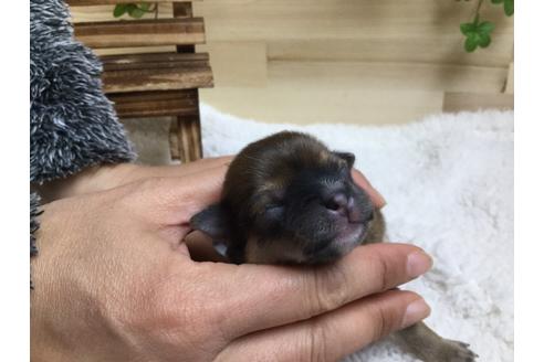 成約済の静岡県のチワワ(ロングコート)-66236の6枚目