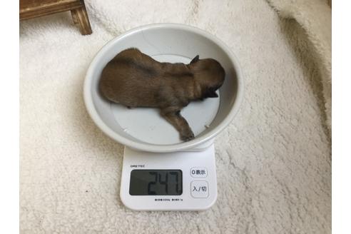 成約済の静岡県のチワワ(ロングコート)-66236の5枚目