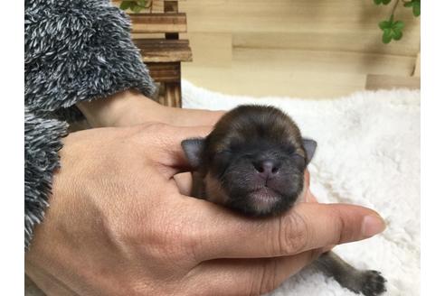 成約済の静岡県のチワワ(ロングコート)-66238の8枚目