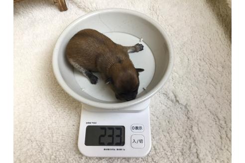 成約済の静岡県のチワワ(ロングコート)-66238の7枚目