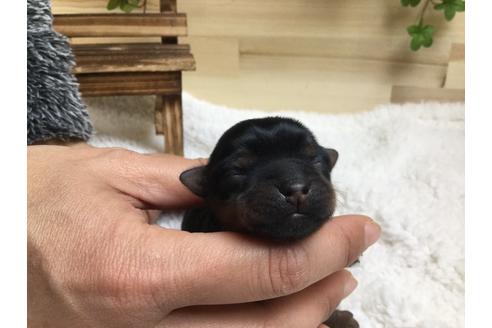 成約済の静岡県のヨークシャーテリア-66240の7枚目