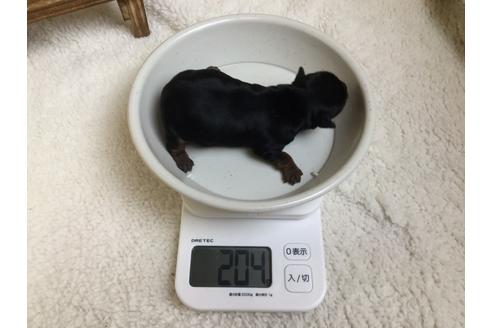 成約済の静岡県のヨークシャーテリア-66240の6枚目