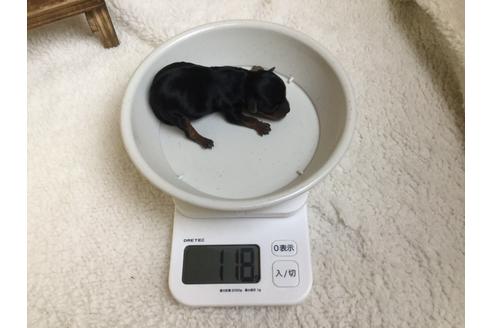 成約済の静岡県のヨークシャーテリア-66245の8枚目