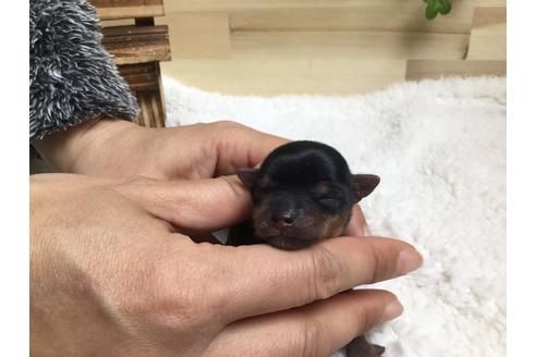 成約済の静岡県のヨークシャーテリア-66245の7枚目