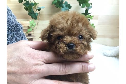 成約済の静岡県のトイプードル-66248の2枚目