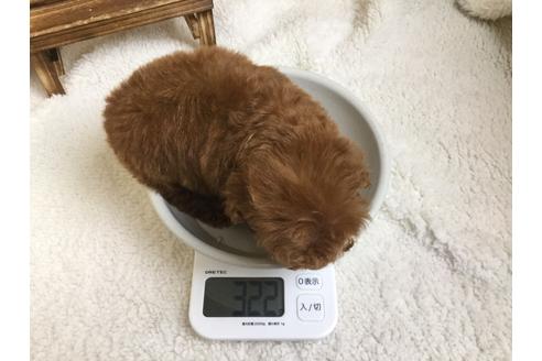 成約済の静岡県のトイプードル-66248の1枚目