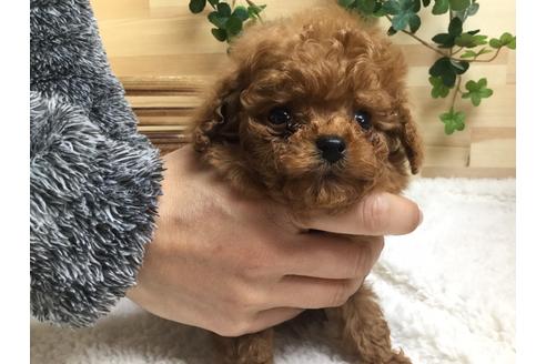 成約済の静岡県のトイプードル-66249の1枚目
