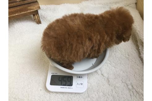 成約済の静岡県のトイプードル-66249の2枚目