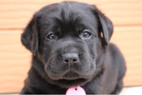 成約済の茨城県のラブラドールレトリーバー-66250の20枚目