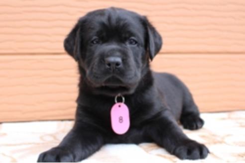 成約済の茨城県のラブラドールレトリーバー-66250の19枚目