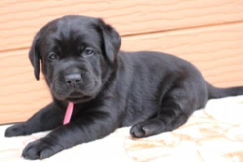 成約済の茨城県のラブラドールレトリーバー-66250の18枚目