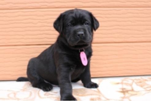 成約済の茨城県のラブラドールレトリーバー-66250の17枚目