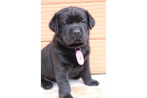 成約済の茨城県のラブラドールレトリーバー-66250の16枚目