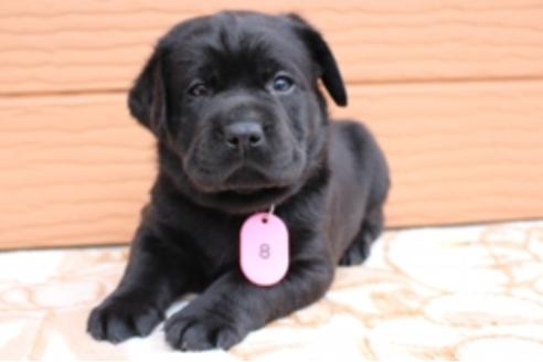 成約済の茨城県のラブラドールレトリーバー-66250の15枚目