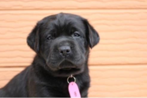 成約済の茨城県のラブラドールレトリーバー-66250の14枚目