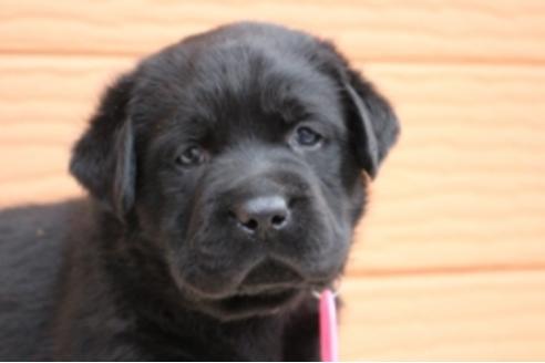 成約済の茨城県のラブラドールレトリーバー-66251の22枚目