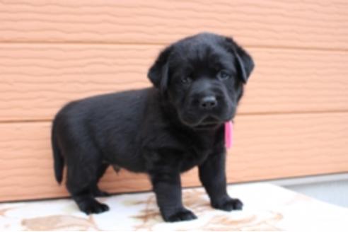 成約済の茨城県のラブラドールレトリーバー-66251の21枚目