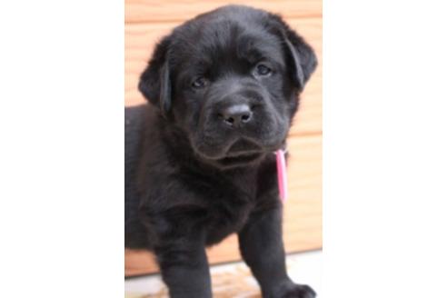 成約済の茨城県のラブラドールレトリーバー-66251の20枚目