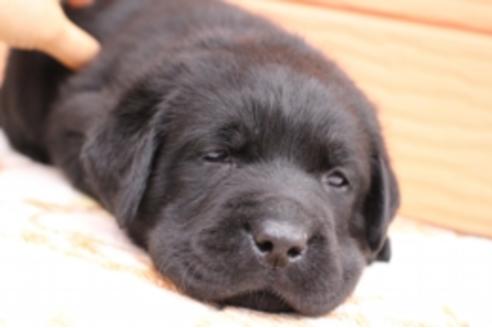 成約済の茨城県のラブラドールレトリーバー-66251の19枚目