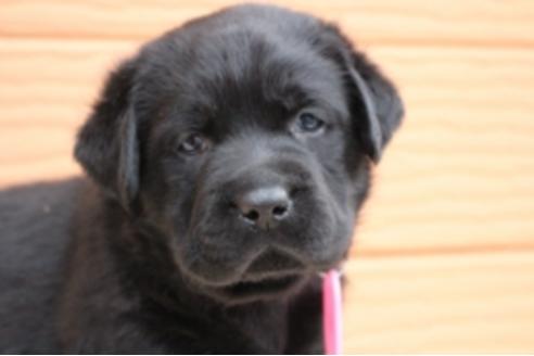 成約済の茨城県のラブラドールレトリーバー-66251の18枚目