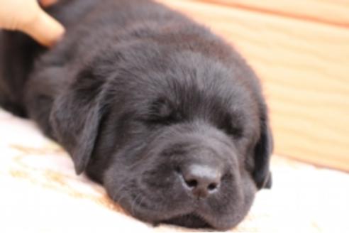 成約済の茨城県のラブラドールレトリーバー-66251の17枚目