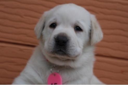 成約済の茨城県のラブラドールレトリーバー-66259