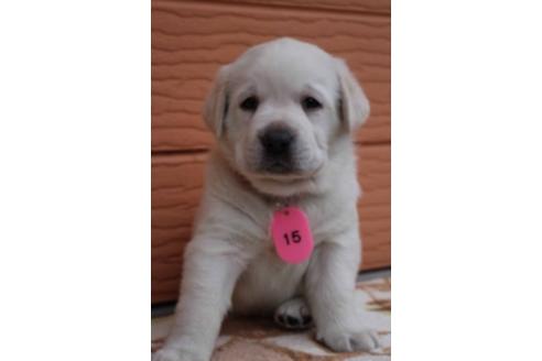 成約済の茨城県のラブラドールレトリーバー-66259の7枚目