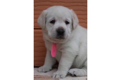 成約済の茨城県のラブラドールレトリーバー-66259の6枚目