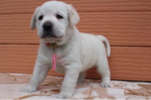 成約済の茨城県のラブラドールレトリーバー-66259の5枚目