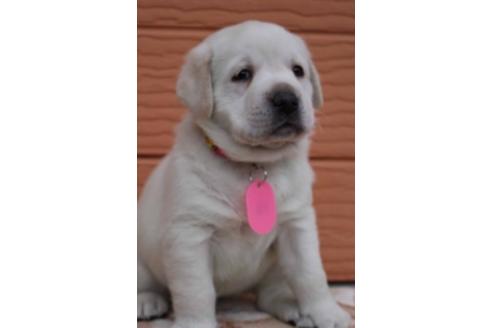 成約済の茨城県のラブラドールレトリーバー-66259の4枚目