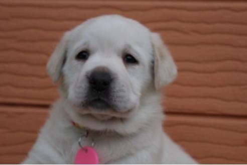 成約済の茨城県のラブラドールレトリーバー-66259の3枚目