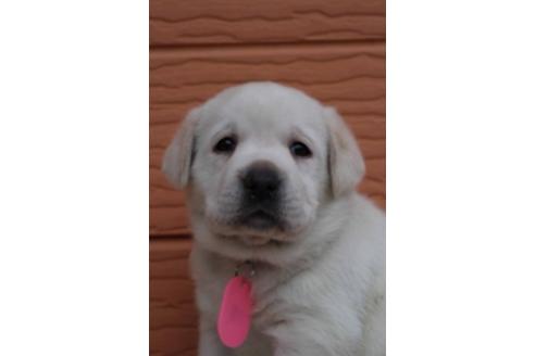 成約済の茨城県のラブラドールレトリーバー-66259の2枚目