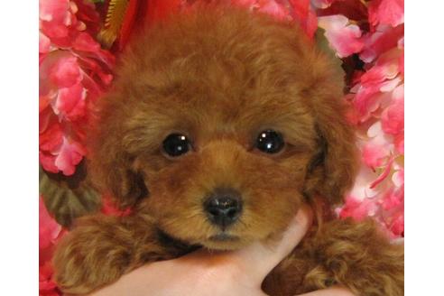 成約済の茨城県のトイプードル-66272の2枚目