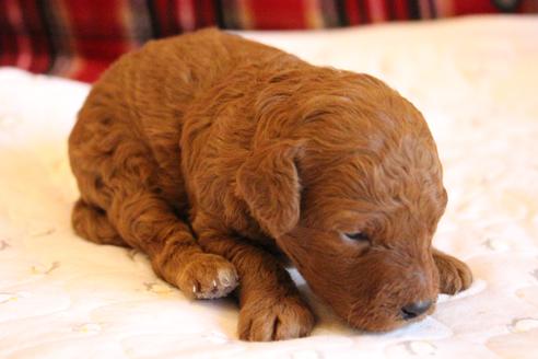 成約済の愛知県のトイプードル-65662の17枚目