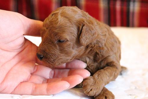 成約済の愛知県のトイプードル-65662の16枚目