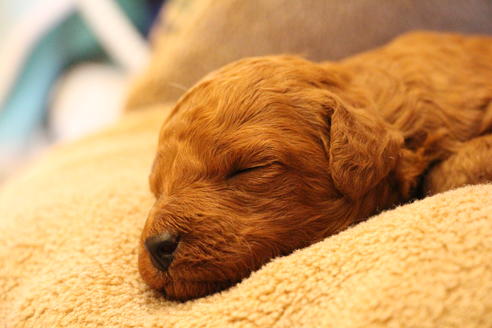 成約済の愛知県のトイプードル-65662の15枚目