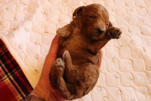 成約済の愛知県のトイプードル-65662の13枚目